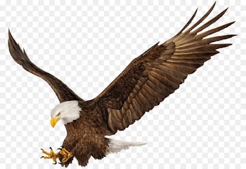 Bald Eagle, Bird, Eagle PNG