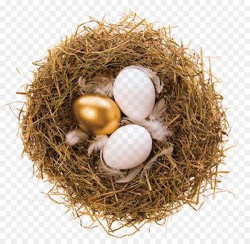 Bald Eagle Bird nest Bird nest Egg - Golden Nest Egg 