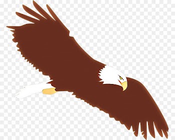 bald eagle bird of prey bird golden eagle eagle