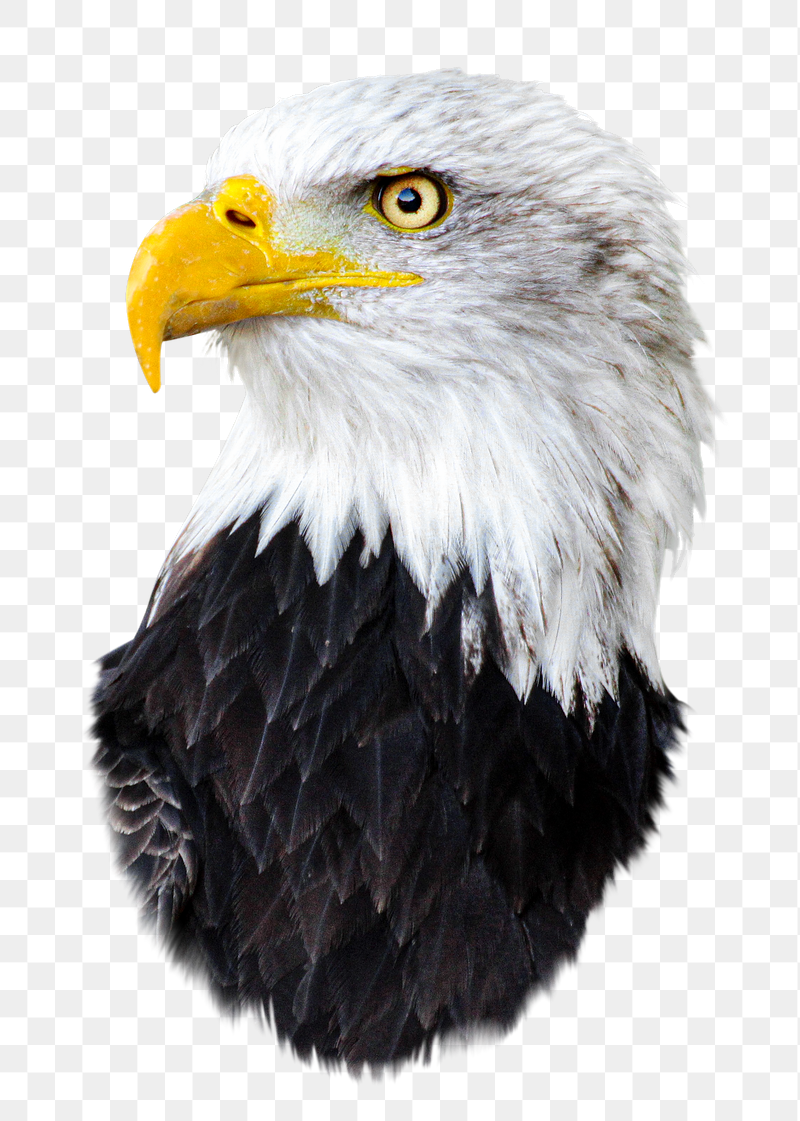 Bald eagle bird png sticker, | Free PNG - rawpixel