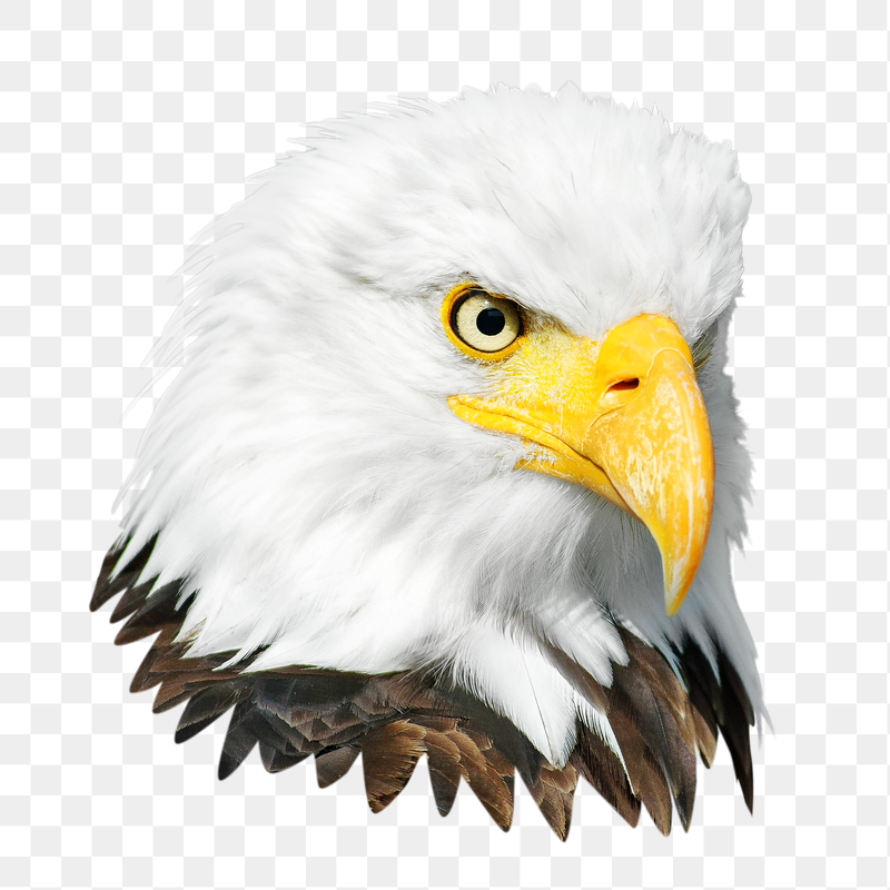 Bald eagle bird png, transparent | Free PNG - rawpixel