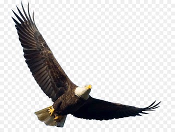 Bald Eagle Bird Turkey vulture Buzzard - eagle 