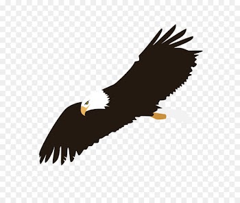 Bald eagle Clip art Portable Network Graphics Vector graphics - notification silhouette 