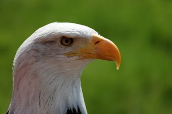 Bald Eagle Closeup Photography