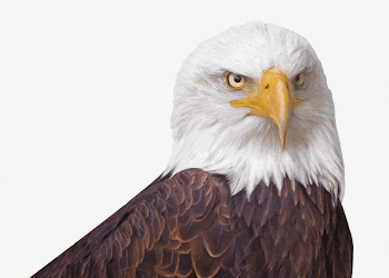 Bald eagle collage element, animal | Free PSD - rawpixel