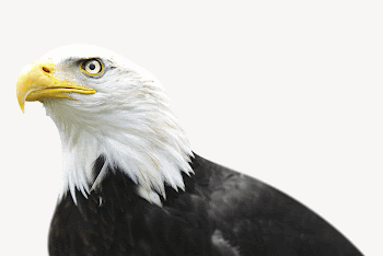 Bald eagle collage element, isolated | Free Photo - rawpixel