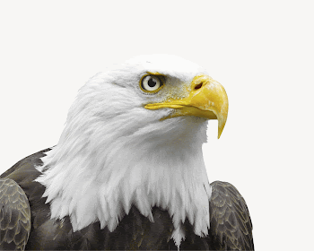 Bald eagle collage element psd | Free PSD - rawpixel