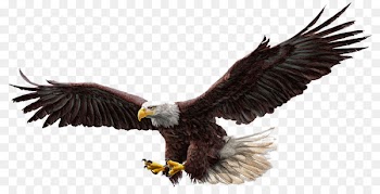 Bald Eagle Drawing Illustration - Eagle Vector 