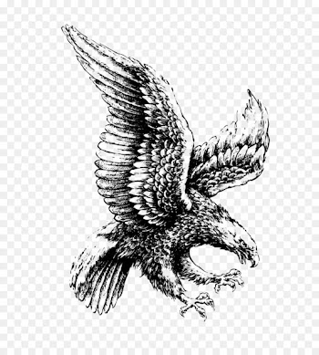 Bald Eagle Drawing Illustration - Flying eagle 