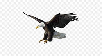 Bald Eagle Drawing Illustration - Flying Eagles 