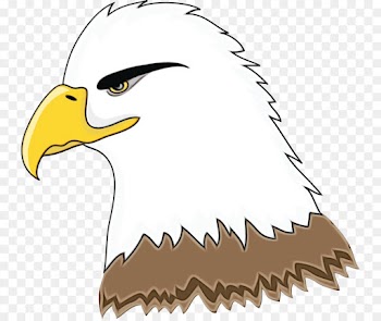 bald eagle eagle bird beak bird of prey