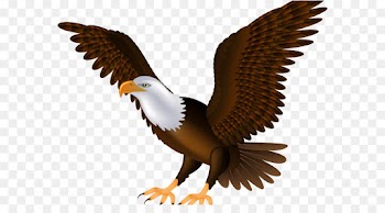 Bald Eagle, Eagle, Bird PNG