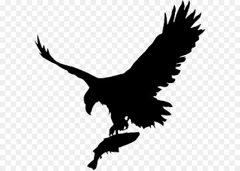 Bald Eagle, Eagle, Royaltyfree, Bird PNG