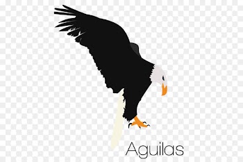 Bald eagle Euclidean vector Logo Graphics - eagle 