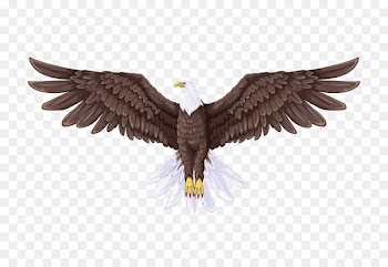 Bald Eagle Flight Drawing - Brown eagle 