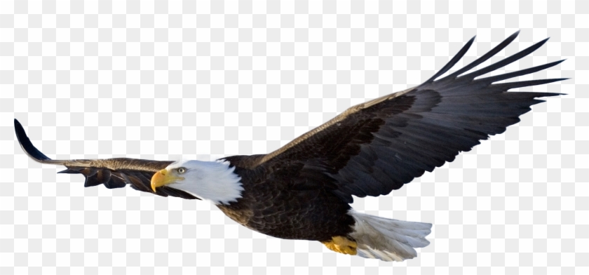 Bald Eagle Flying - Flying Eagle Png