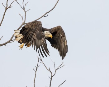 Bald eagle. Free public domain | Free Photo - rawpixel