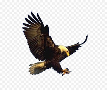 Bald Eagle, Hawk, Eagle, Bird, Vertebrate PNG