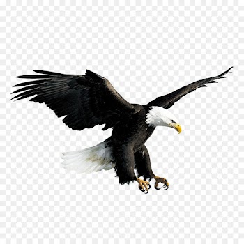 Bald Eagle Hawk Falconiformes - Flying eagle 
