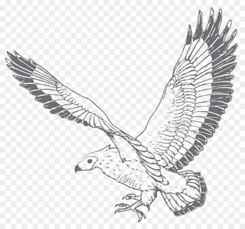 Bald eagle Hawk Gin Vulture Distillation - backward banner 