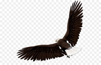 Bald eagle Image Graphics Bird - eagle 