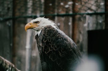Bald Eagle in Close-up Photography