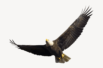 Bald eagle, isolated animal image | Free PSD - rawpixel