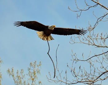 Bald Eagle.JPG