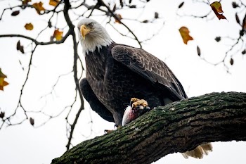 bald eagle on tree brand