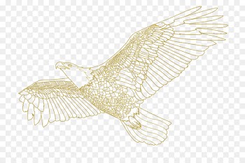 Bald eagle Owl Drawing /m/02csf Hawk - owl 