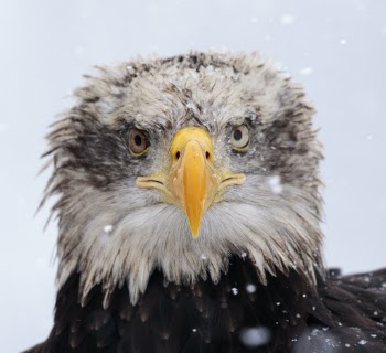 Bald eagle
Photo taken on photoworkshop. Animal in human care.
