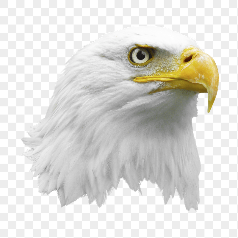 Bald eagle png sticker, transparent | Free PNG - rawpixel