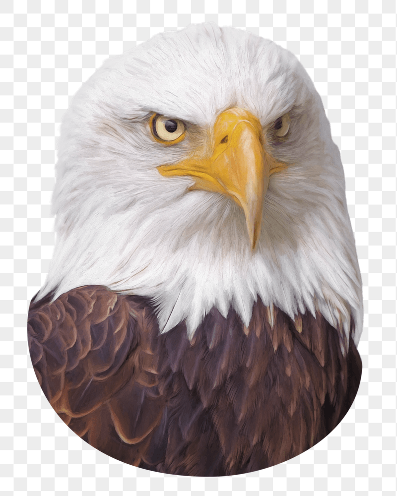 Bald eagle png sticker, transparent | Free PNG - rawpixel