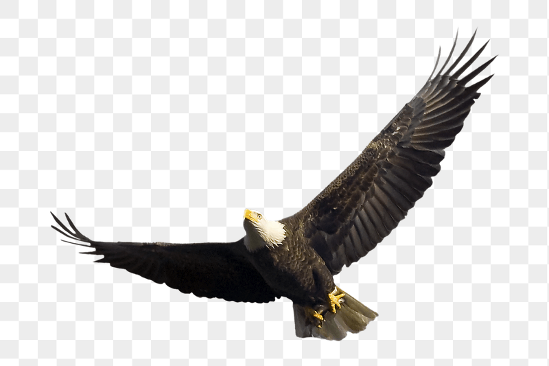 Bald eagle png sticker, transparent | Free PNG - rawpixel