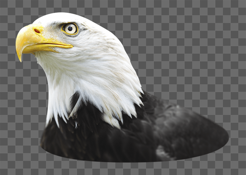 Bald eagle png sticker, transparent | Free PNG - rawpixel