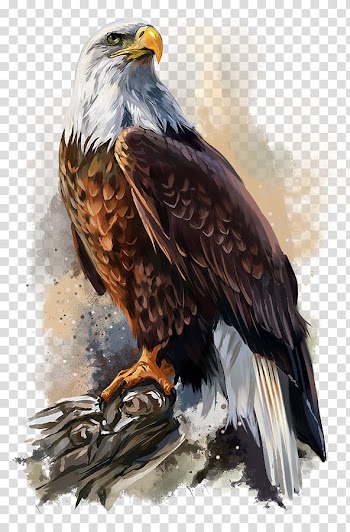 Bald Eagle Poster Art, eagle transparent background PNG clipart