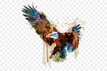 Bald eagle Watercolor painting Bird - eagle 