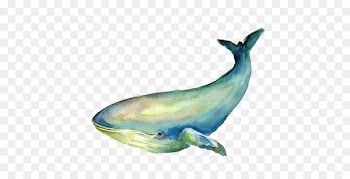 Baleen whale Blue Whale Illustration - whale 