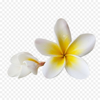 Balinese people Flower Frangipani Pig roast - bali 