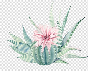 Ball cactus plant , Succulent plant Painting Canvas print Cactaceae, Hand painted watercolor, pink flowers, green plants transparent background PNG clipart