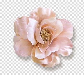 Ballet Beautiful Fashion Cabbage rose Paper Garden roses, PINK LACE transparent background PNG clipart