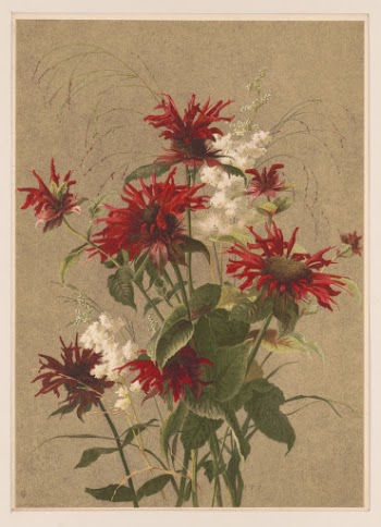 Balm and Spiraea (1886) by Fisher, | Free Photo - rawpixel