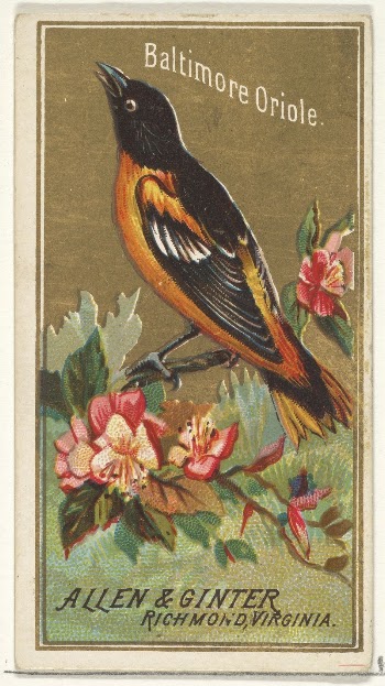 Baltimore Oriole, from the Birds | Free Photo - rawpixel
