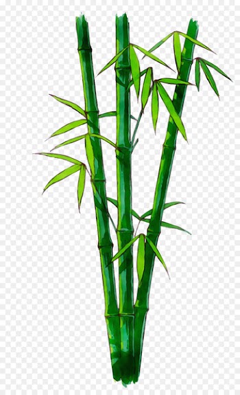 Bamboo -  