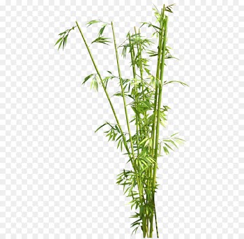 Bamboo Bamboe Drawing - bamboo 