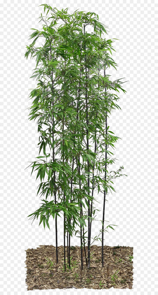 Bamboo - Bamboo leaves 