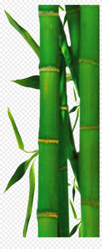 Bamboo Clipart - Bamboo Tree Png Clipart