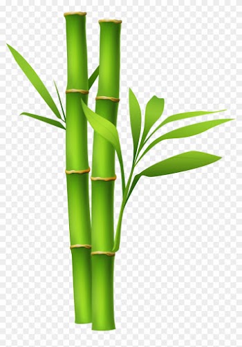 Bamboo Clipart Transparent - Bamboo Png