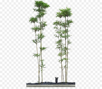 Bamboo Drawing - Bamboo picture material Bamboo image 