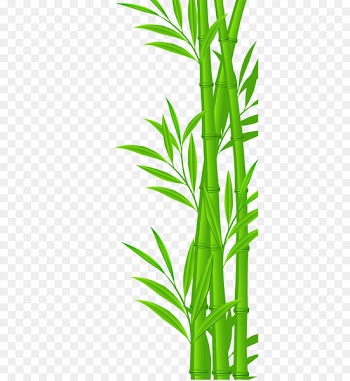 Bamboo Euclidean vector Illustration - bamboo 